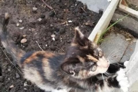 В дар кошку. Котята. Фото2