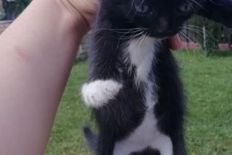 В дар кошку. Котята. Фото3