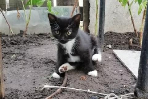 В дар кошку. Котята. Фото4