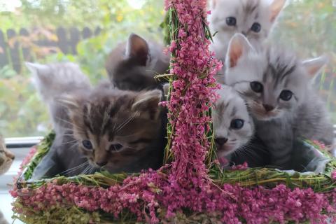 Продаю кошку. Отдам котят бесплатно. Фото1