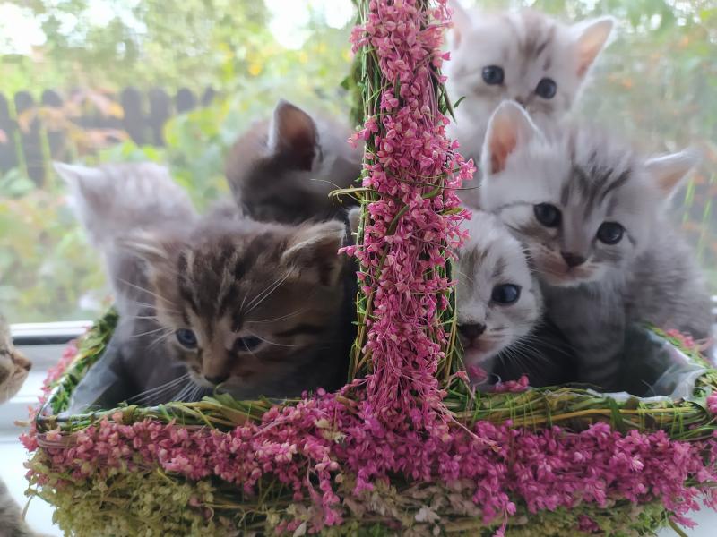 Продаю кошку
