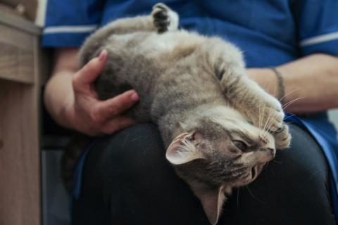 В дар кошку. Елочка. Фото1