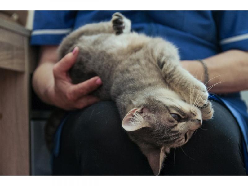 В дар кошку