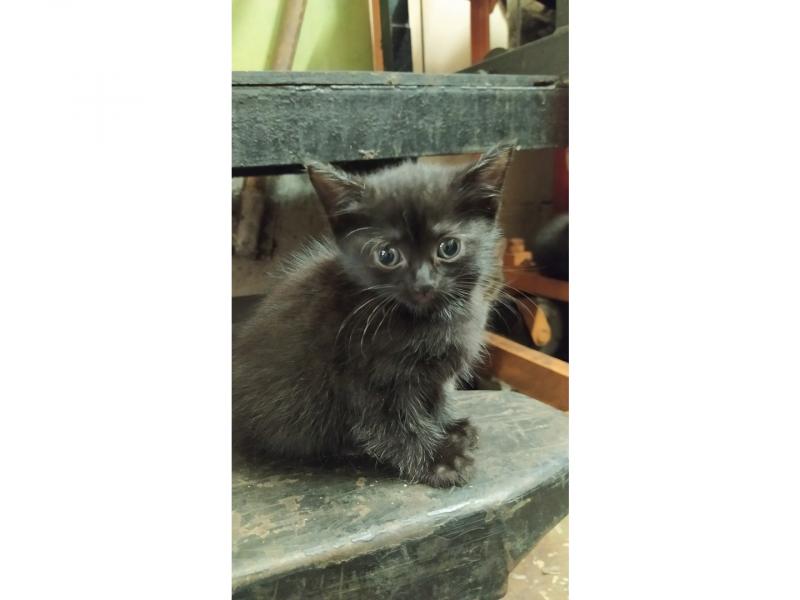 В дар кошку