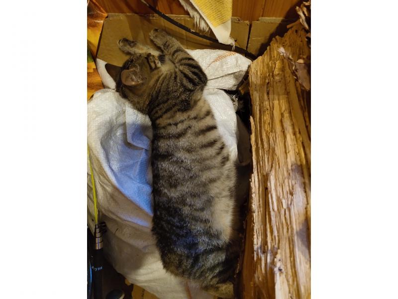 В дар кошку