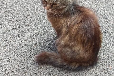 В дар кошку. кошшечка сибирячка. Фото1