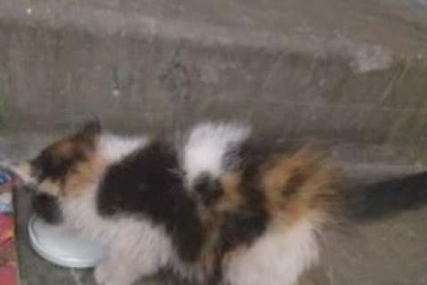 Продаю кошку. Котёнок, девочка. Фото2
