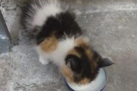 Продаю кошку. Котёнок, девочка. Фото3