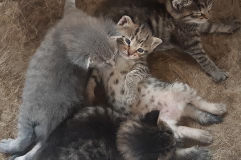 В дар кошку. Котята в дар. Фото4