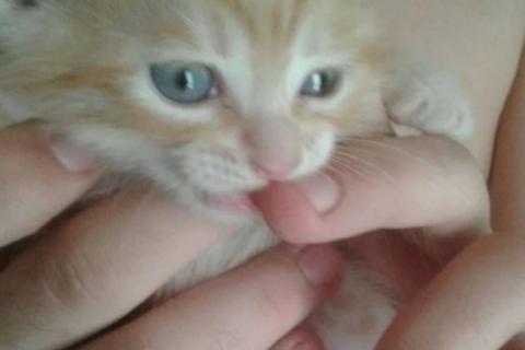 В дар кошку. Котята. Фото1