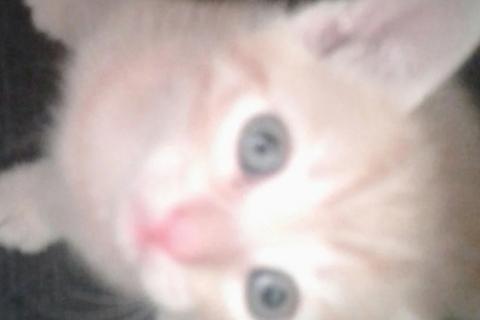 В дар кошку. Котята. Фото2