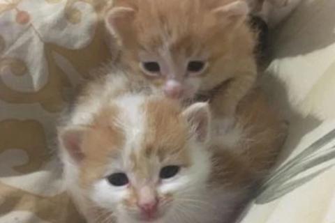 В дар кошку. Кошка. Фото1
