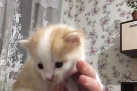 В дар кошку. Кошка. Фото3