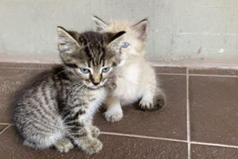 В дар кошку. Котята. Фото2