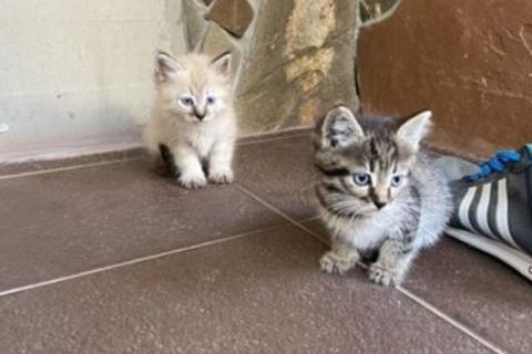 В дар кошку. Котята. Фото3
