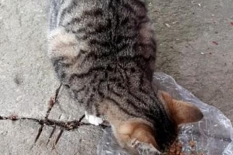 В дар кошку. Кошечка серая. Фото1