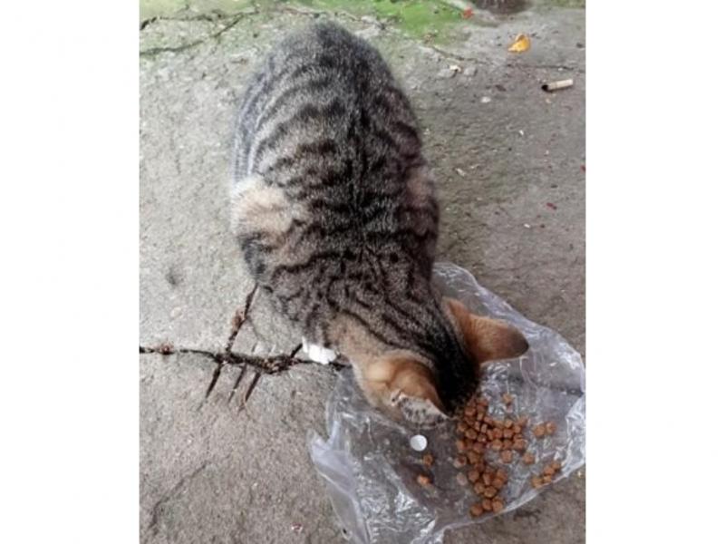 В дар кошку