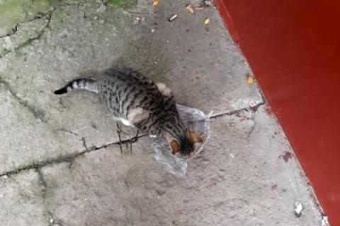 В дар кошку. Кошечка серая. Фото2