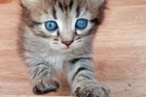 В дар кошку. Котята. Фото2