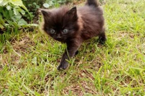 В дар кошку. Котята. Фото3