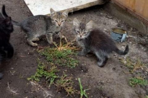 В дар кошку. Котята в добрые руки. Фото3