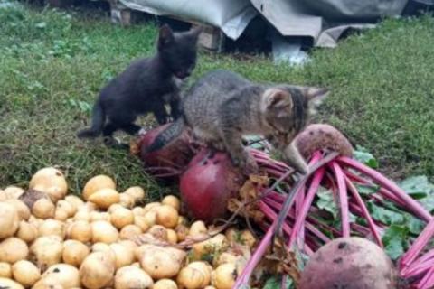 В дар кошку. Котята в добрые руки. Фото4