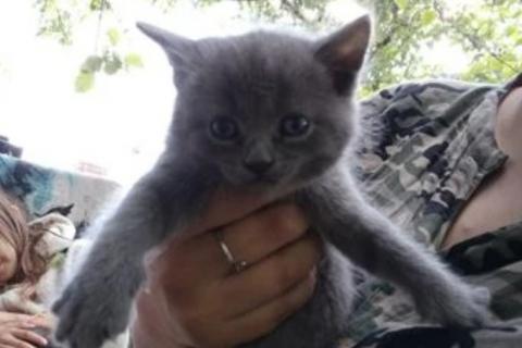 В дар кошку. Котята. Фото1