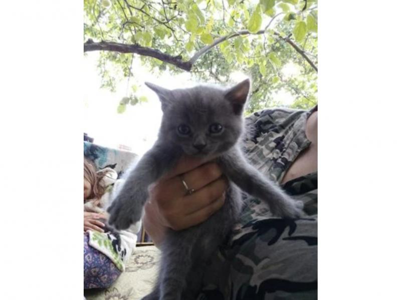 В дар кошку