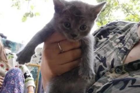В дар кошку. Котята. Фото2