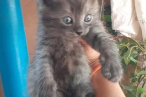 В дар кошку. Котята. Фото3