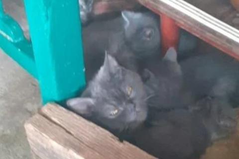 В дар кошку. Котята. Фото4