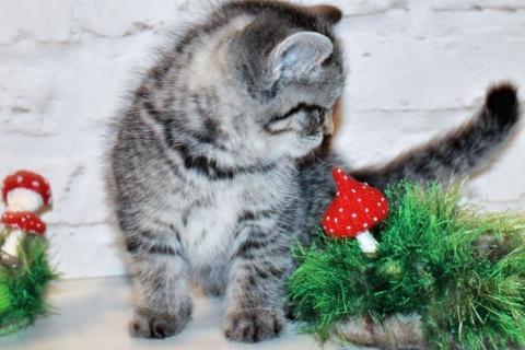 Продаю кошку. Шотландские котята. Фото2