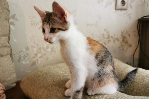 В дар кошку. Котёнок. Фото2