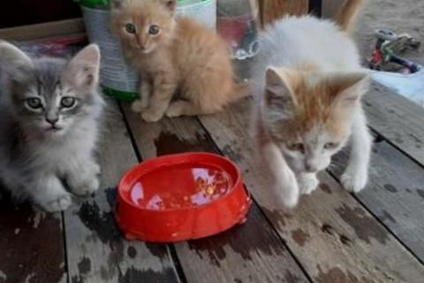 В дар кошку. Котята. Фото2