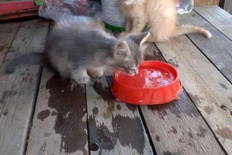 В дар кошку. Котята. Фото3