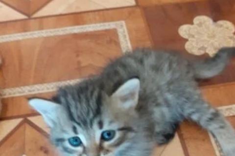 В дар кошку. Котята. Фото4