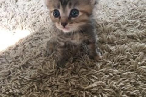 В дар кошку. Котятки. Фото1