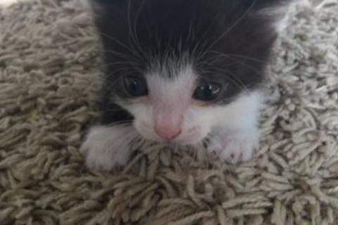 В дар кошку. Котятки. Фото2