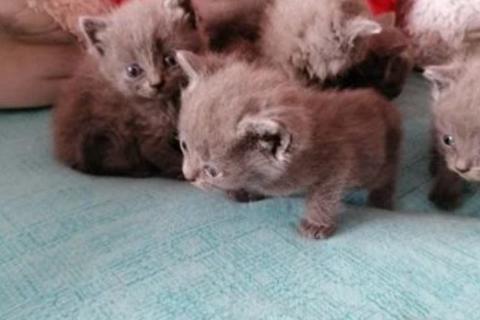 Продаю кошку. Кошка. Фото1