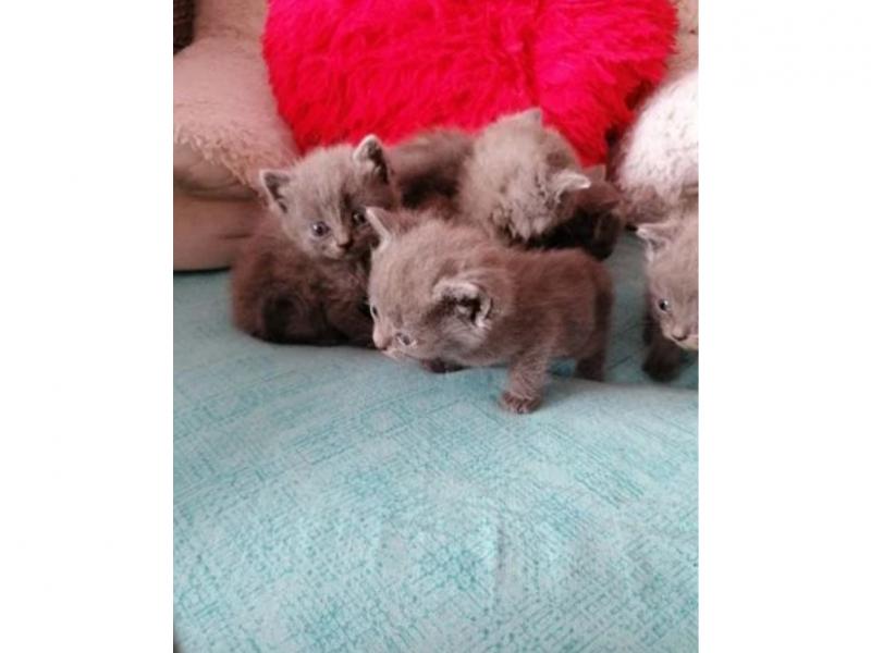 Продаю кошку