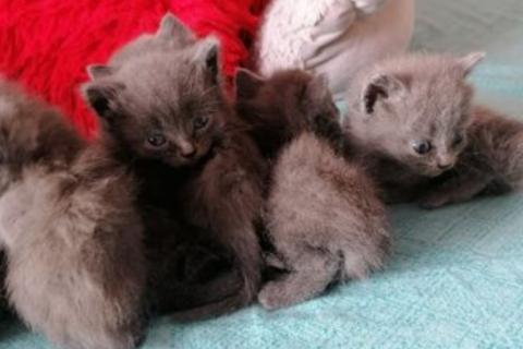 Продаю кошку. Кошка. Фото2