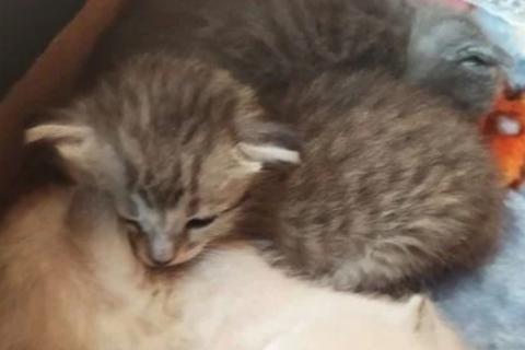 В дар кошку. Кошка. Фото2