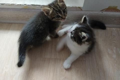 В дар кошку. Котята в добрые руки. Фото1