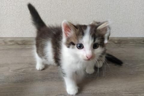 В дар кошку. Котята в добрые руки. Фото2