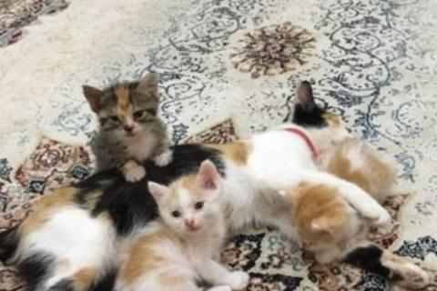 В дар кошку. Кошка. Фото1