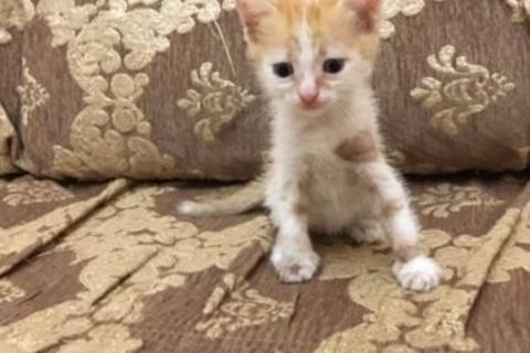 В дар кошку. Кошка. Фото2