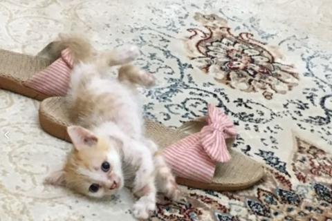В дар кошку. Кошка. Фото3
