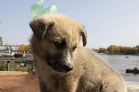 В дар собаку. Щенок 1 месяц в самые добрые руки). Фото1