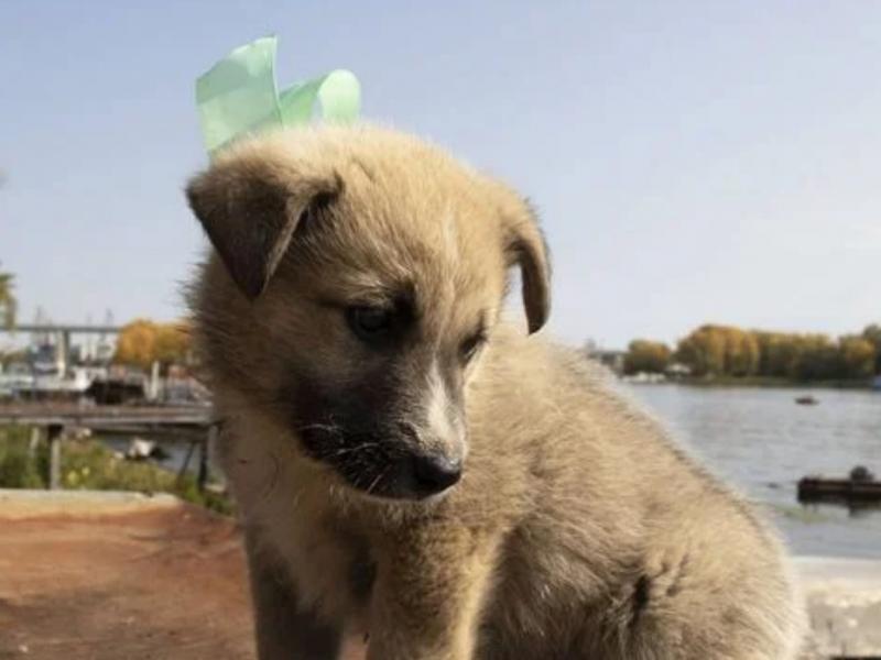 В дар собаку