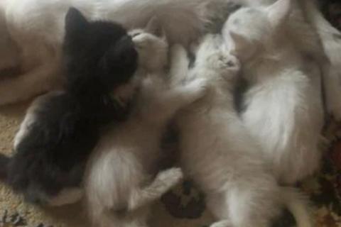 В дар кошку. Кошка. Фото1